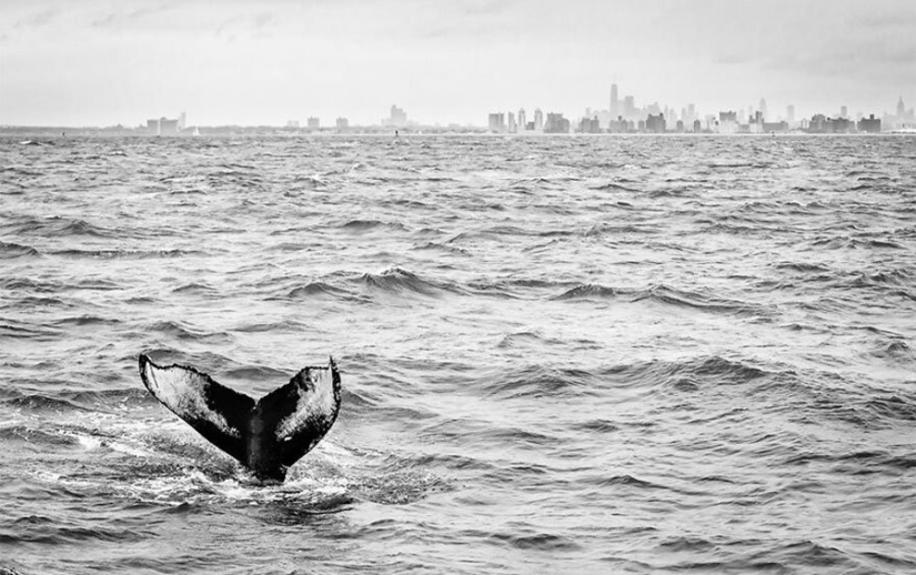 12 photos of rare beauty that you can look at for hours 12 photos of rare beauty that you can look at for hours