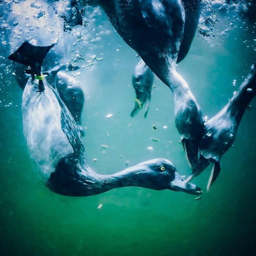 12 photos of rare beauty that you can look at for hours 12 photos of rare beauty that you can look at for hours