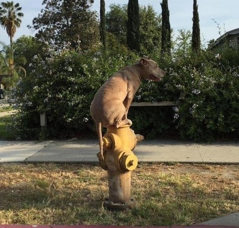 12 photos that prove our pets are adorable