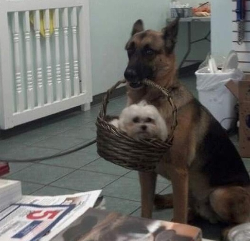 12 photos that prove our pets are adorable