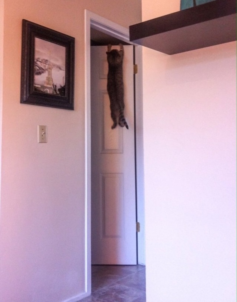 12 photos that prove our pets are adorable