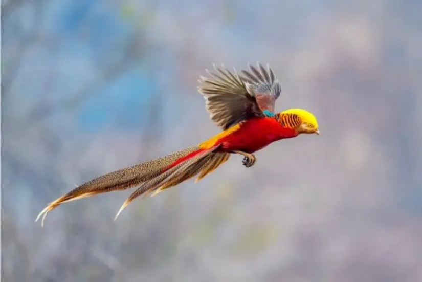 12 pájaros espléndidos con pelo