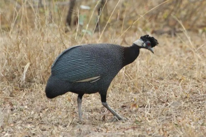 12 pájaros espléndidos con pelo