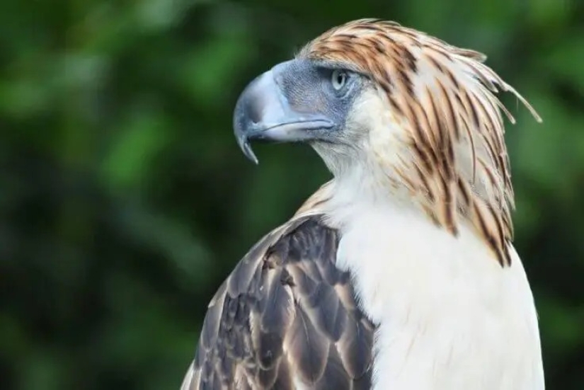 12 pájaros espléndidos con pelo