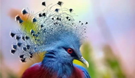 12 pájaros espléndidos con pelo