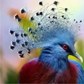 12 Splendid Birds With Hair