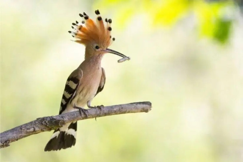 12 Splendid Birds With Hair