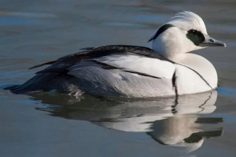 12 Splendid Birds With Hair