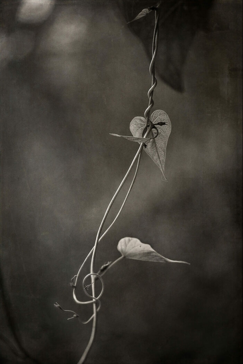 12 Talented Photographers Who Won The AAP Magazine Awards: "Shapes"