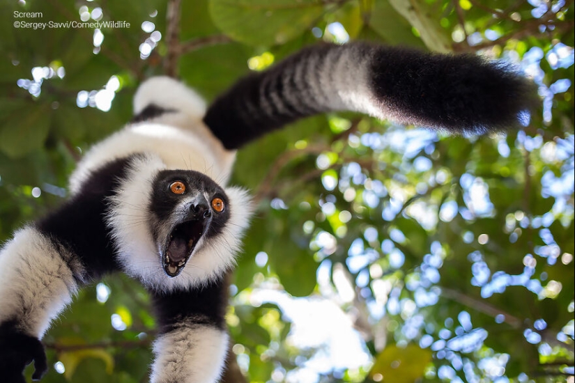 13 de las mejores inscripciones en los Comedy Wildlife Photography Awards (Edición 2023) (Parte 2) 13 de las mejores inscripciones en los Comedy Wildlife Photography Awards (Edición 2023) (Parte 2)