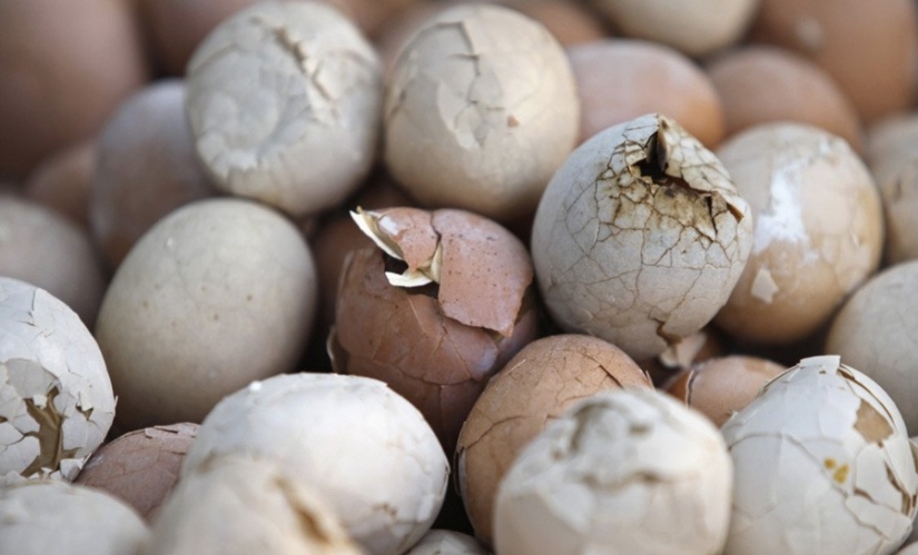 13 extreme dishes that not everyone dares to try