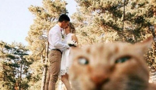 13 fotografías callejeras que lograron capturar la belleza de los gatos, presentadas en esta página de Instagram 13 fotografías callejeras que lograron capturar la belleza de los gatos, presentadas en esta página de Instagram