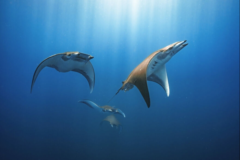 13 fotografías ganadoras de los premios Ocean Photography Awards 2023