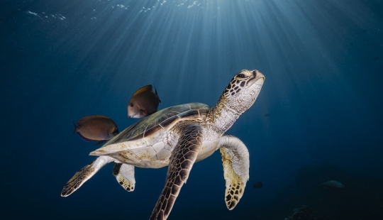 13 fotografías ganadoras de los premios Ocean Photography Awards 2023 13 fotografías ganadoras de los premios Ocean Photography Awards 2023