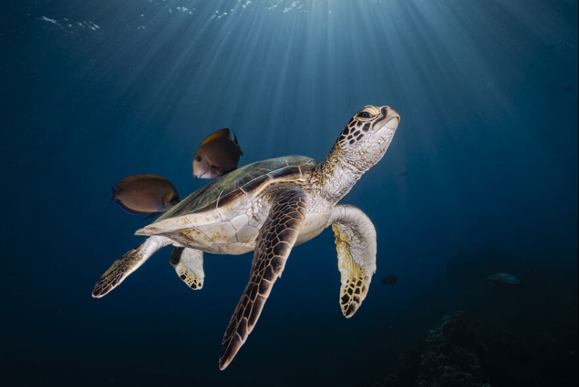 13 fotografías ganadoras de los premios Ocean Photography Awards 2023