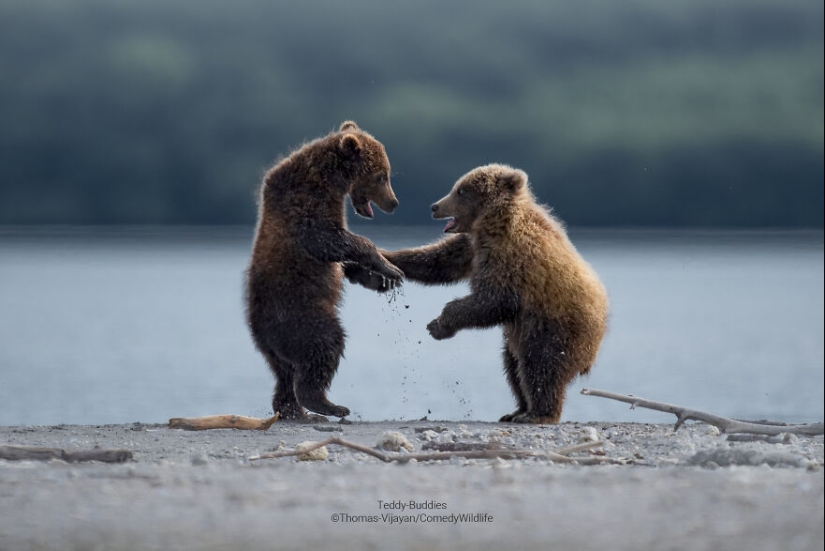 13 Of The Best Entries Into The Comedy Wildlife Photography Awards (2023 Edition) (Part2)