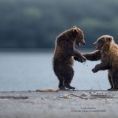 13 Of The Best Entries Into The Comedy Wildlife Photography Awards (2023 Edition) (Part2)