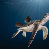 13 Winning Shots From The 2023 Ocean Photography Awards