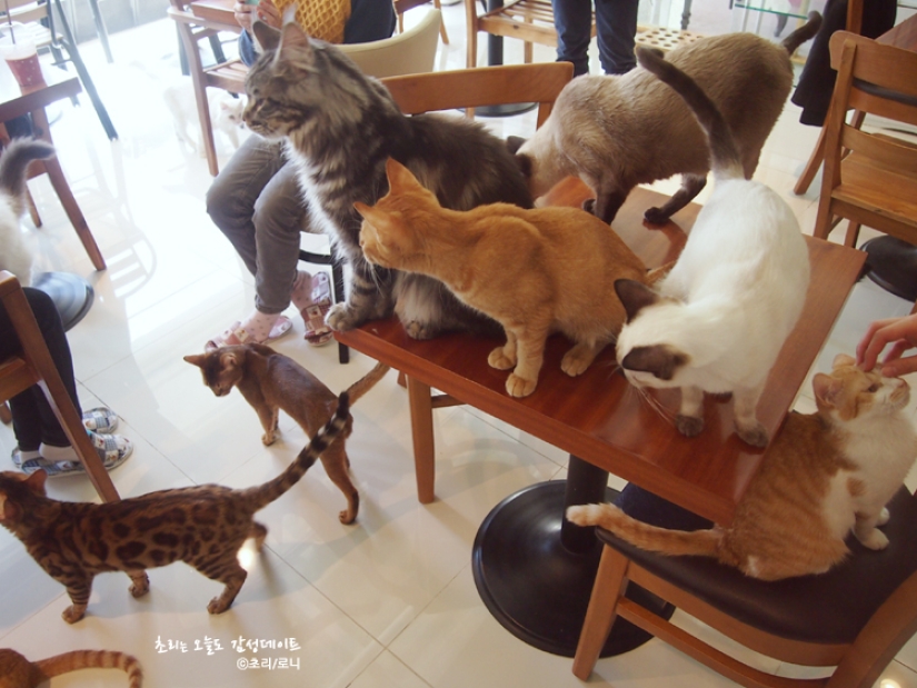 14 cafés temáticos únicos en Seúl