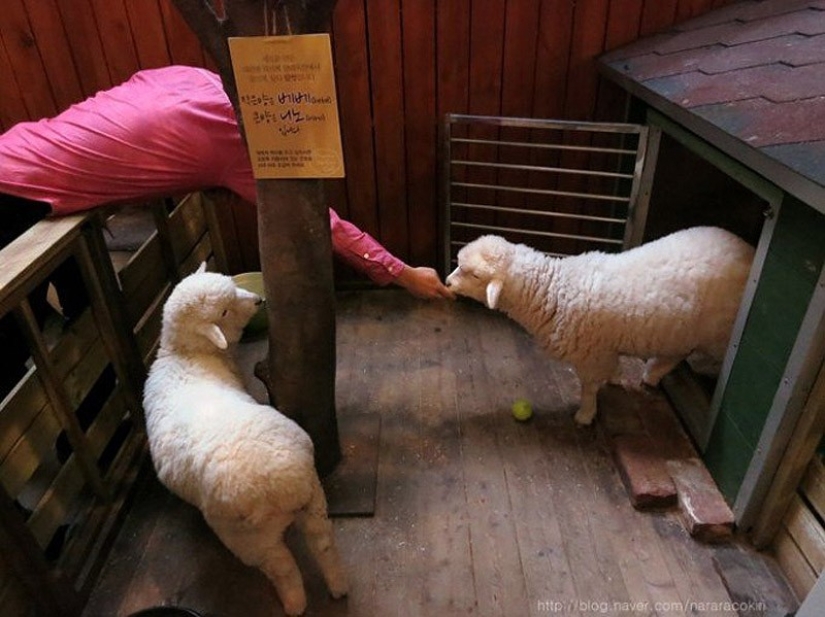 14 cafés temáticos únicos en Seúl