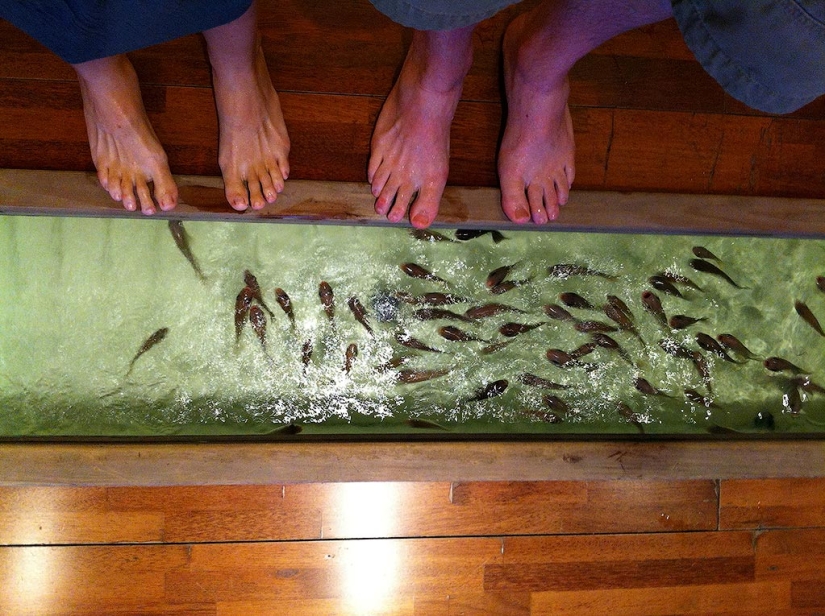 14 cafés temáticos únicos en Seúl