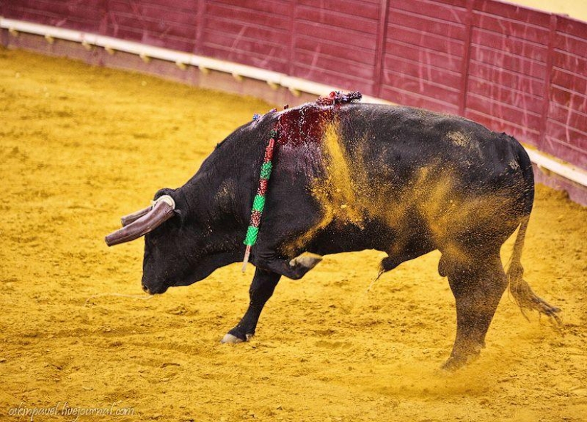 14 Curious Facts About Portuguese Bullfighting