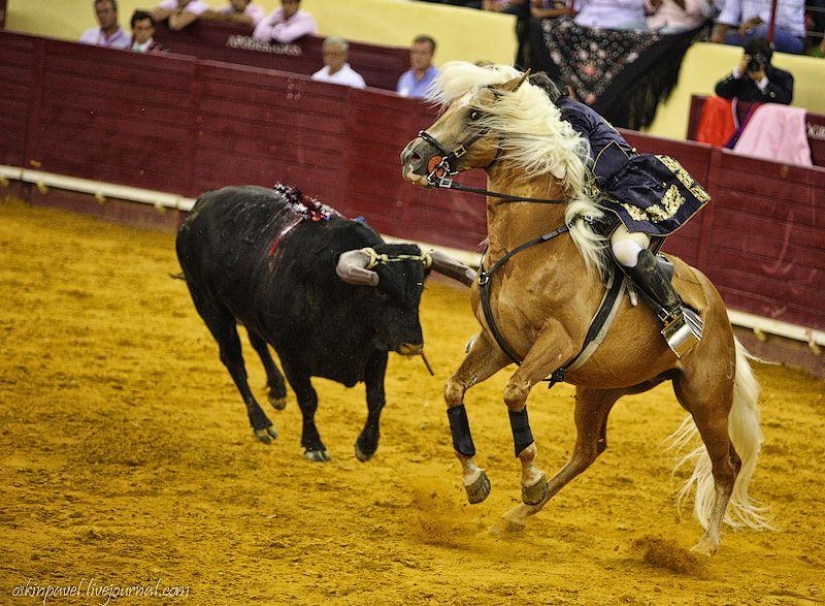 14 Curious Facts About Portuguese Bullfighting
