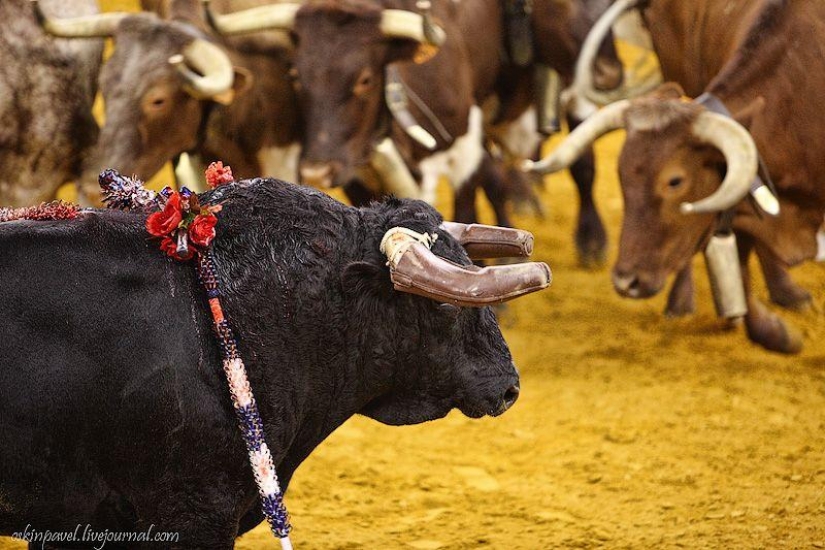 14 datos curiosos sobre la tauromaquia portuguesa 14 datos curiosos sobre la tauromaquia portuguesa