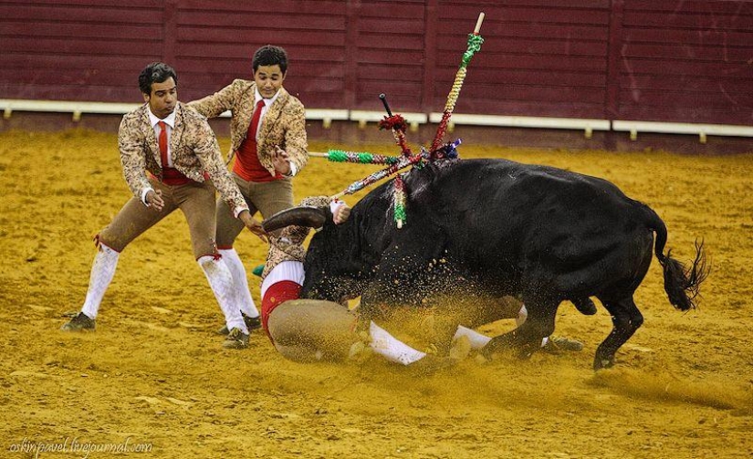 14 datos curiosos sobre la tauromaquia portuguesa 14 datos curiosos sobre la tauromaquia portuguesa