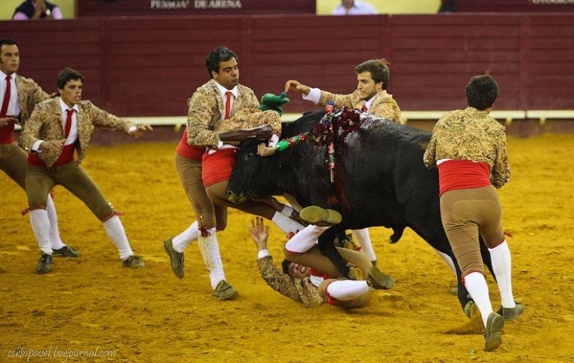 14 datos curiosos sobre la tauromaquia portuguesa 14 datos curiosos sobre la tauromaquia portuguesa