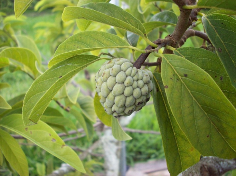 14 Exotic Fruits You Must Try