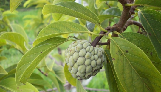 14 Exotic Fruits You Must Try 14 Exotic Fruits You Must Try