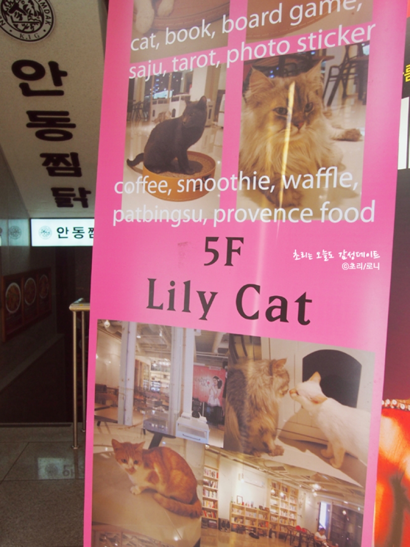 14 unique themed cafes in Seoul