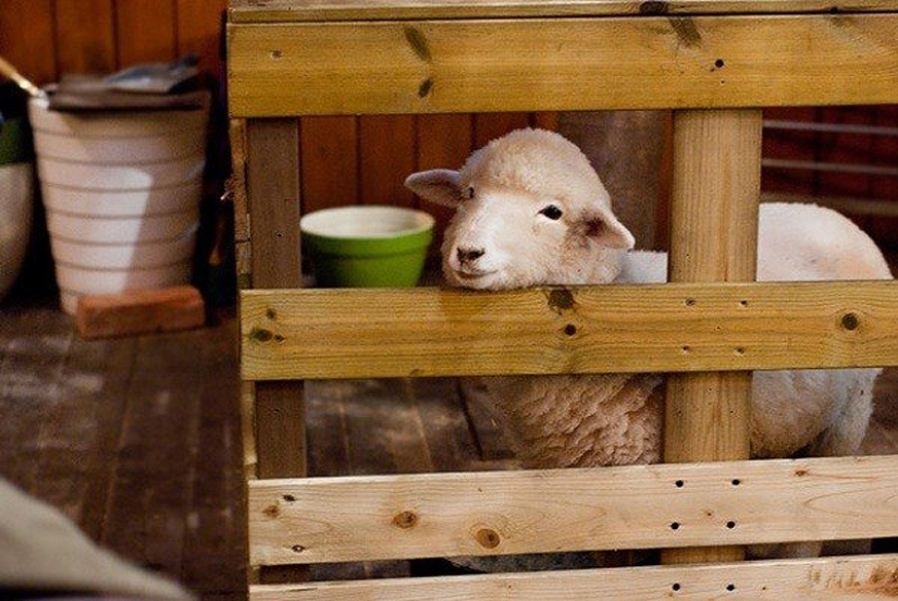 14 unique themed cafes in Seoul