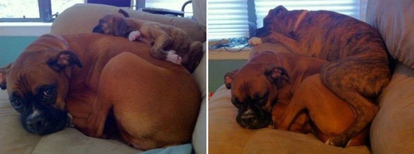 15 cachorros que crecieron demasiado rápido