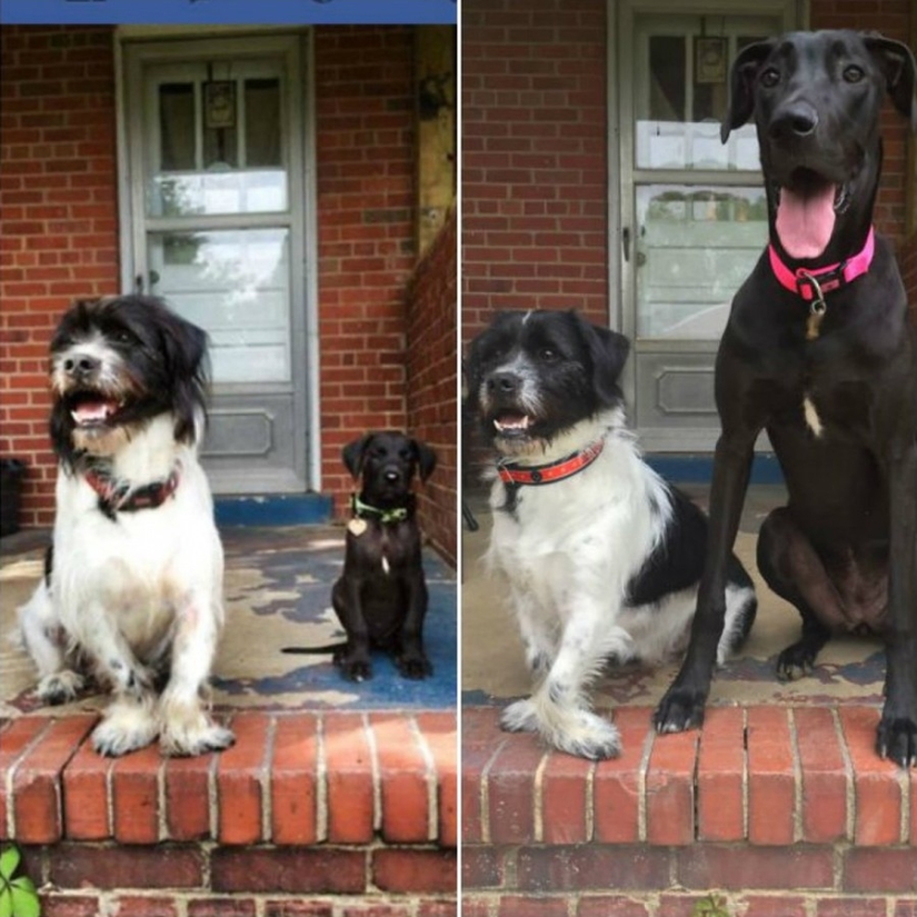 15 cachorros que crecieron demasiado rápido