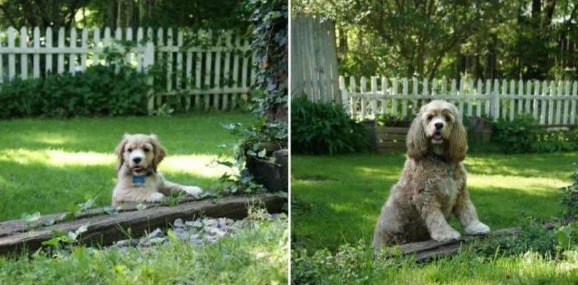 15 cachorros que crecieron demasiado rápido