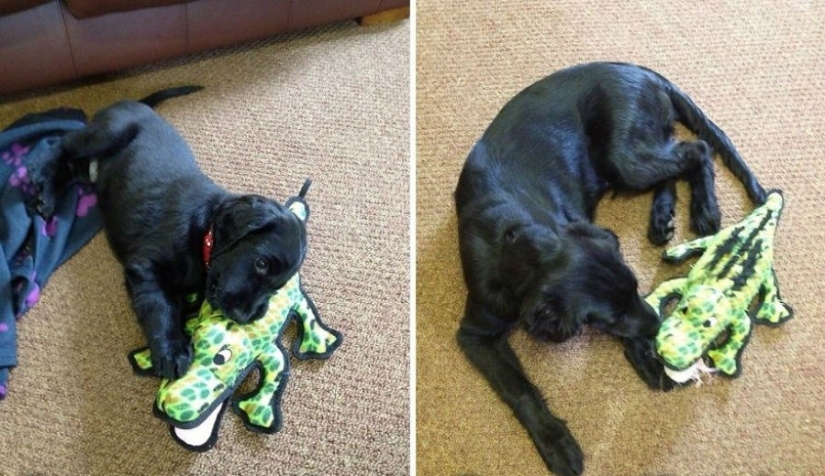 15 cachorros que crecieron demasiado rápido