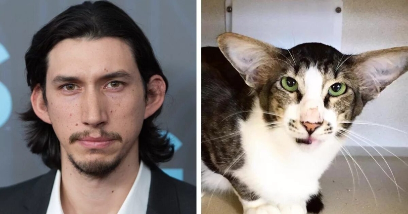 15 fotos de celebridades y sus contrapartes animales 15 fotos de celebridades y sus contrapartes animales