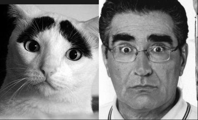 15 fotos de celebridades y sus contrapartes animales 15 fotos de celebridades y sus contrapartes animales