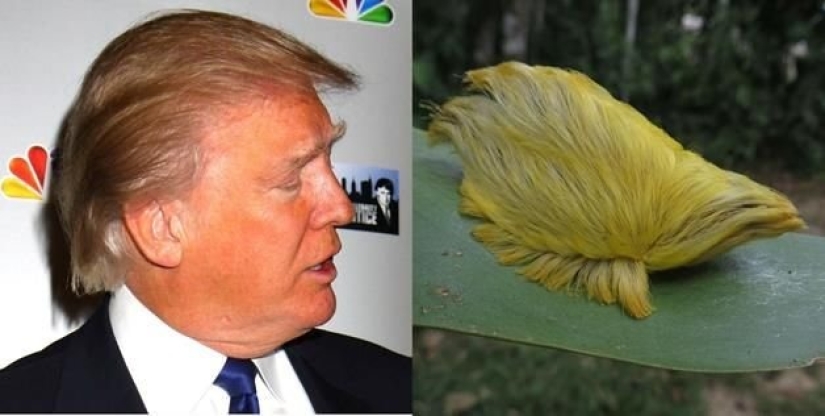 15 fotos de celebridades y sus contrapartes animales 15 fotos de celebridades y sus contrapartes animales