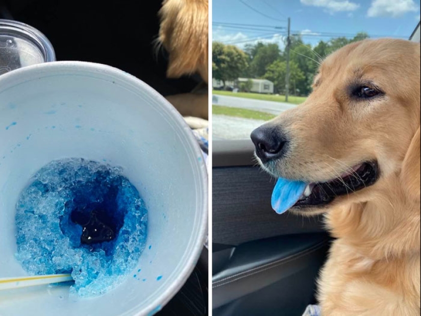 15 Hilarious Times Pets Didn’t Get Away With Stealing Food 15 Hilarious Times Pets Didn’t Get Away With Stealing Food