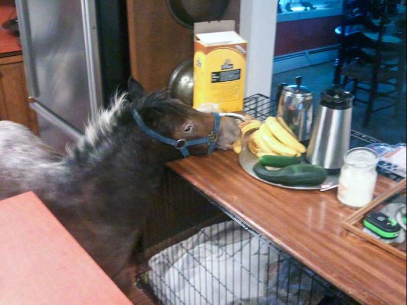15 Hilarious Times Pets Didn’t Get Away With Stealing Food 15 Hilarious Times Pets Didn’t Get Away With Stealing Food