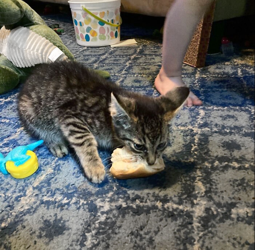 15 Hilarious Times Pets Didn’t Get Away With Stealing Food 15 Hilarious Times Pets Didn’t Get Away With Stealing Food