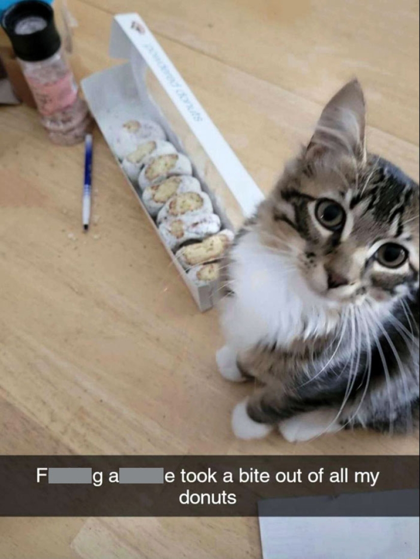 15 Hilarious Times Pets Didn’t Get Away With Stealing Food 15 Hilarious Times Pets Didn’t Get Away With Stealing Food