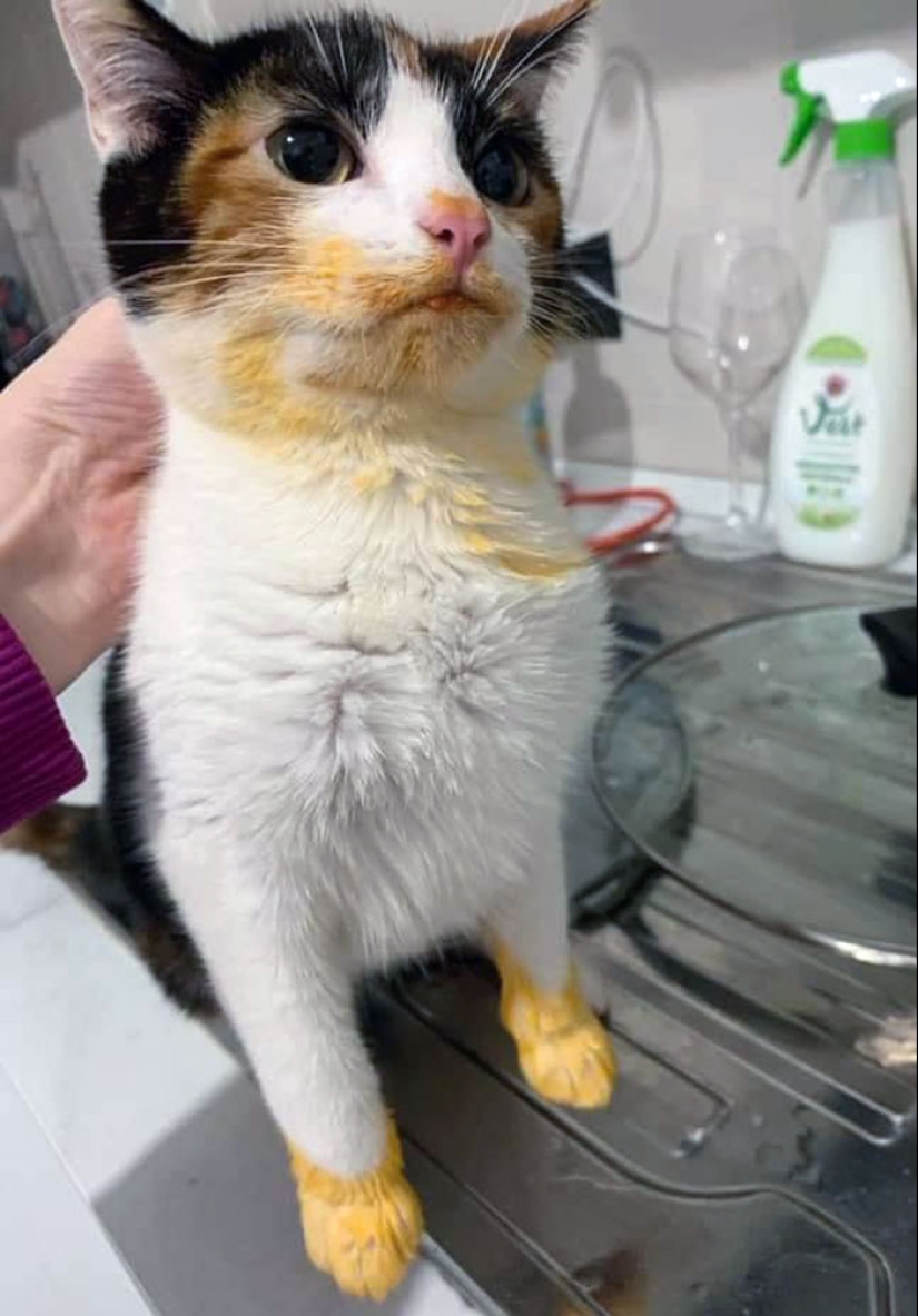 15 Hilarious Times Pets Didn’t Get Away With Stealing Food 15 Hilarious Times Pets Didn’t Get Away With Stealing Food