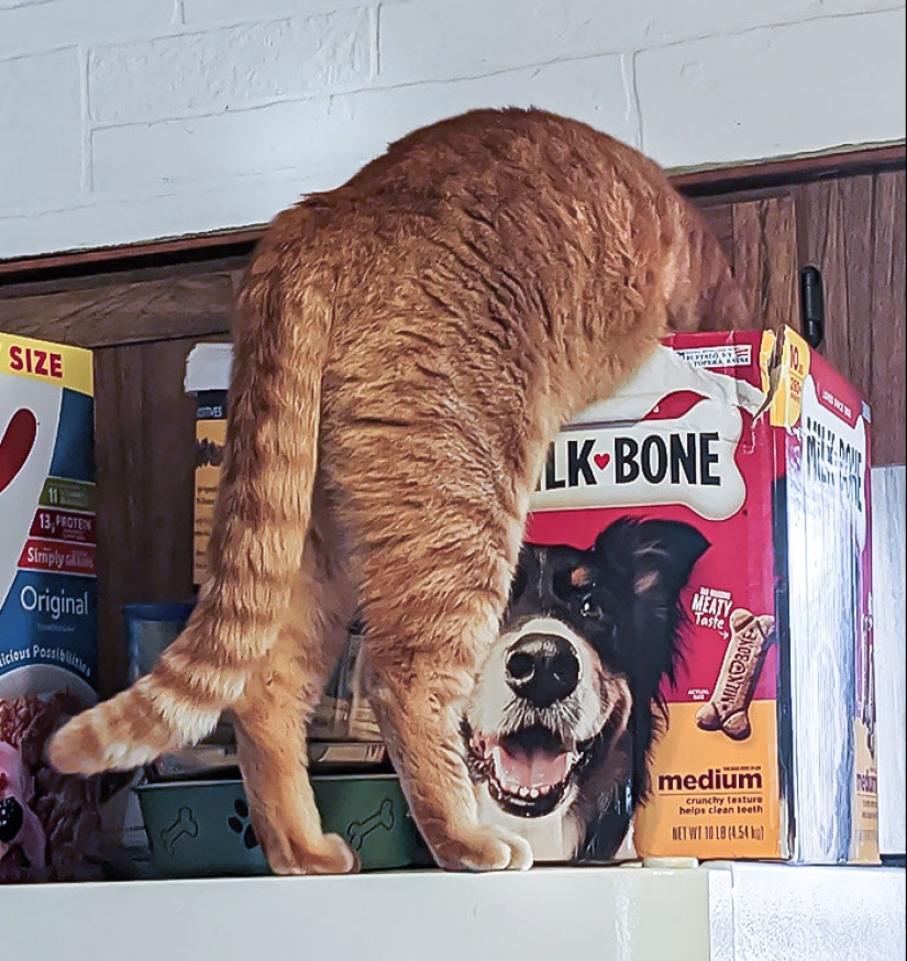 15 Hilarious Times Pets Didn’t Get Away With Stealing Food 15 Hilarious Times Pets Didn’t Get Away With Stealing Food