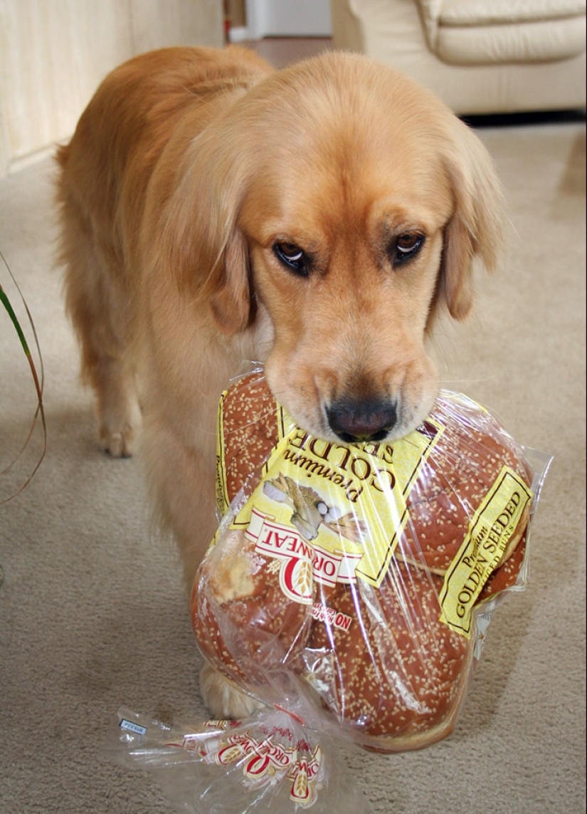 15 Hilarious Times Pets Didn’t Get Away With Stealing Food 15 Hilarious Times Pets Didn’t Get Away With Stealing Food