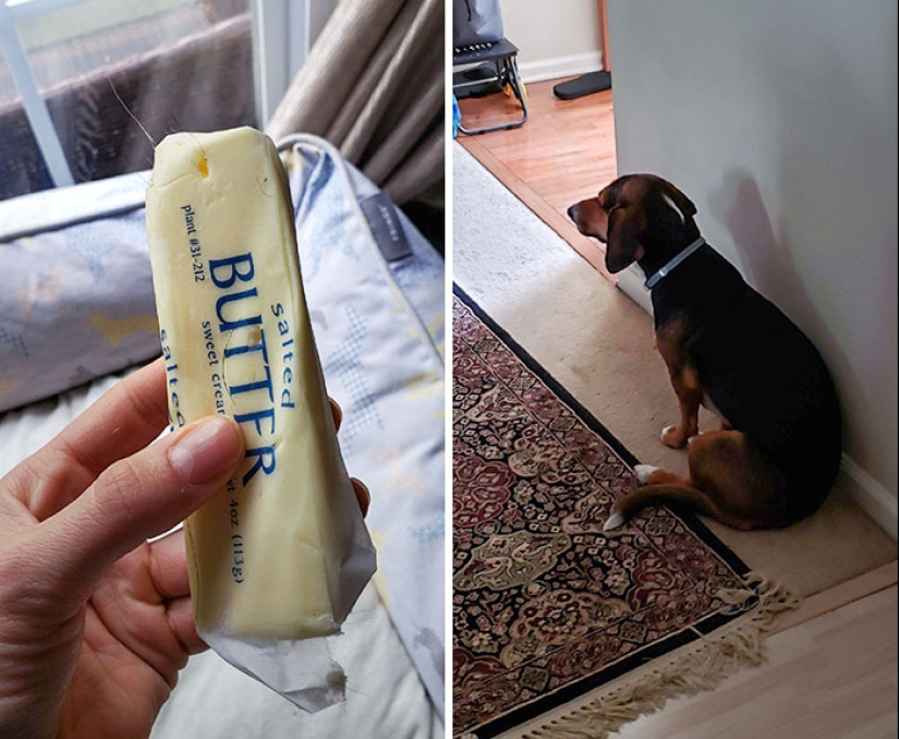 15 Hilarious Times Pets Didn’t Get Away With Stealing Food 15 Hilarious Times Pets Didn’t Get Away With Stealing Food