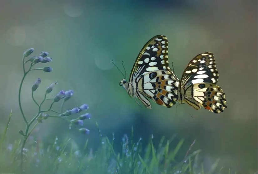 15 Images Of Reptiles, Insects, And Other Animals Caught Chilling Or Hitching A Ride, By Yan Hidayat 15 Images Of Reptiles, Insects, And Other Animals Caught Chilling Or Hitching A Ride, By Yan Hidayat